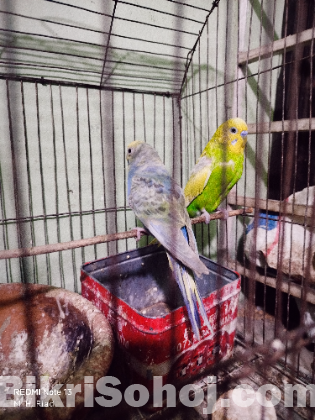 Running Adult বাজিগর পাখি